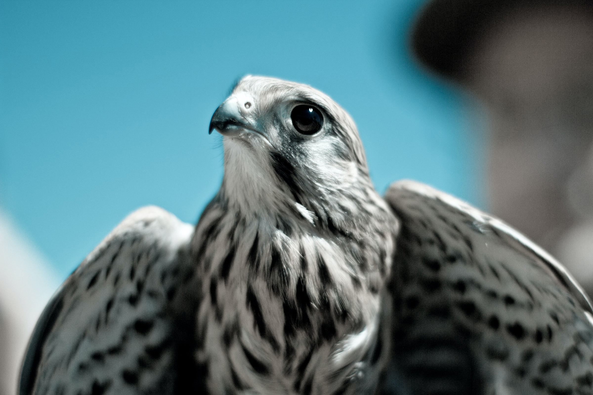 the-wondrous-life-and-mysterious-appearance-of-eagles